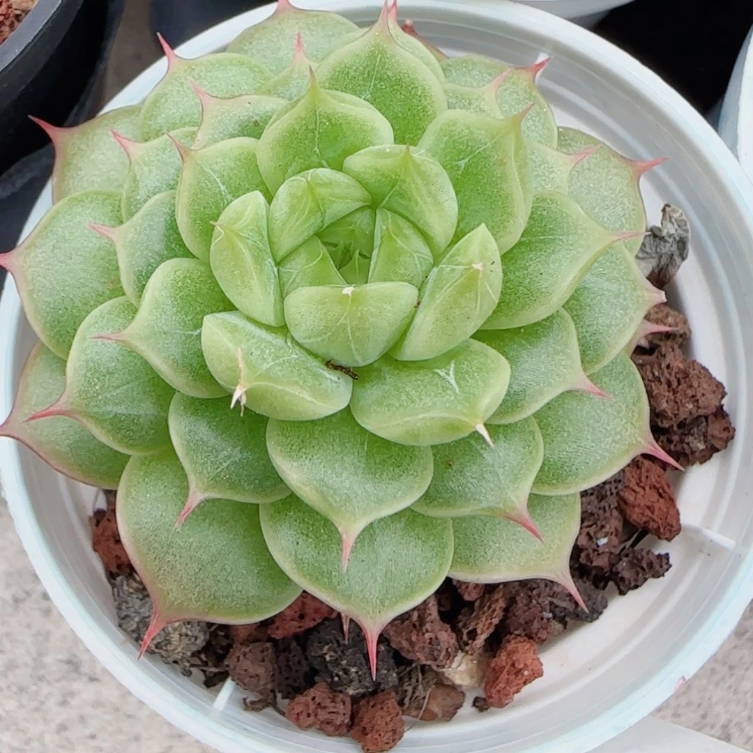 *****花语逸镜0615-64海王