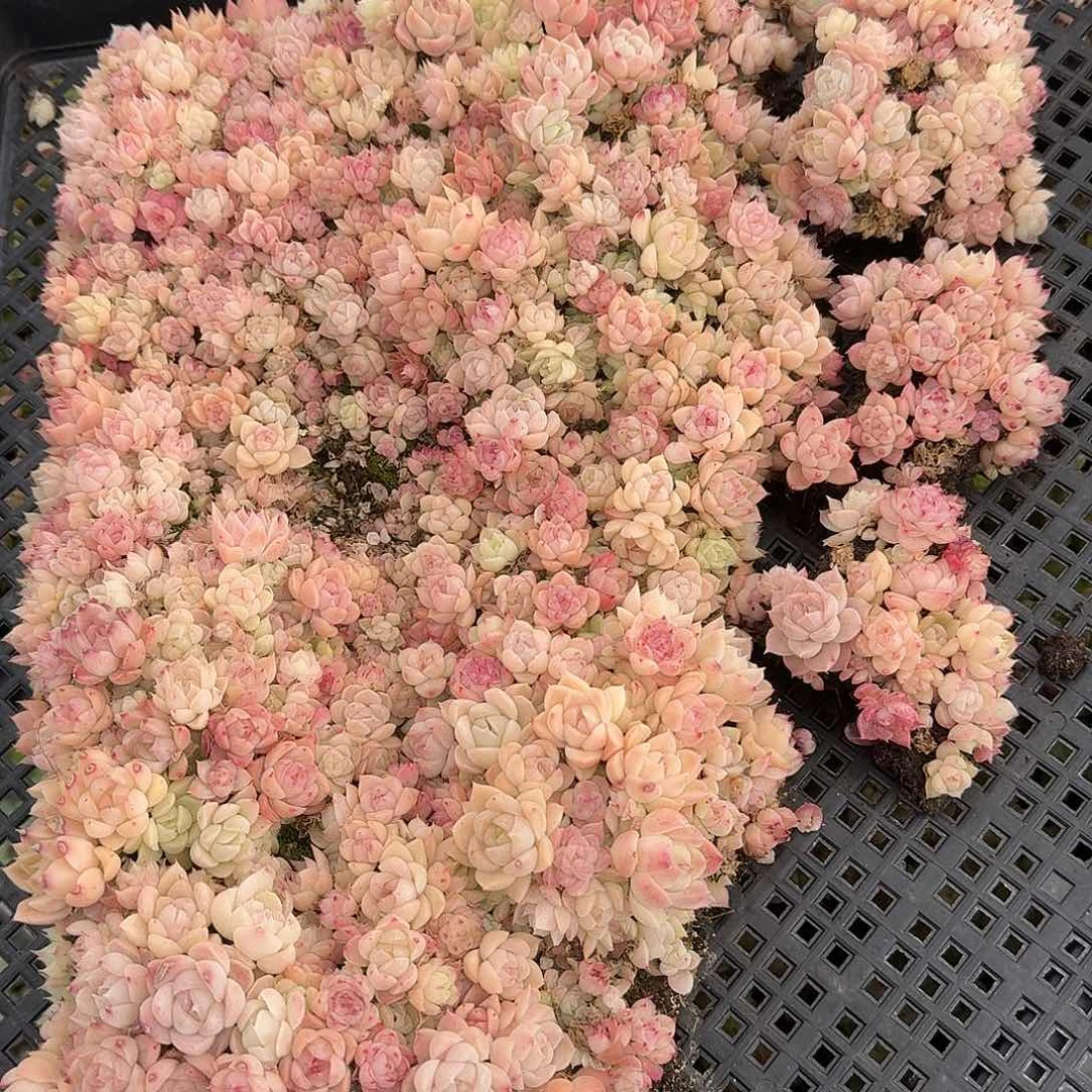 一**吕杂交新品珍妮多肉1367