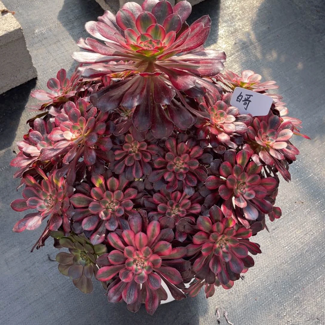 白*法师，你物一拍，物流