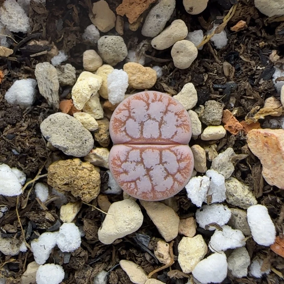 二蜕睫毛雪岚清框福利30包邮