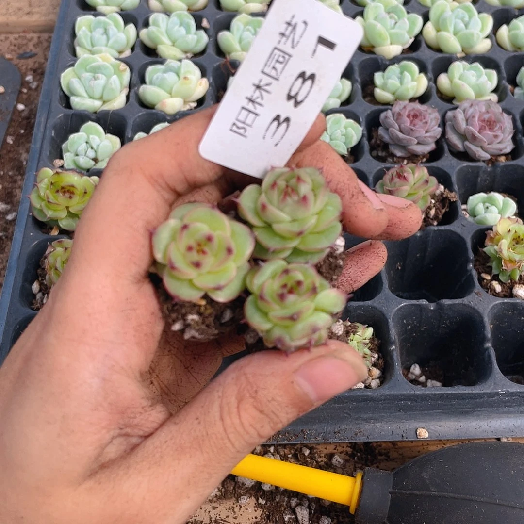 多肉植物多肉植物381