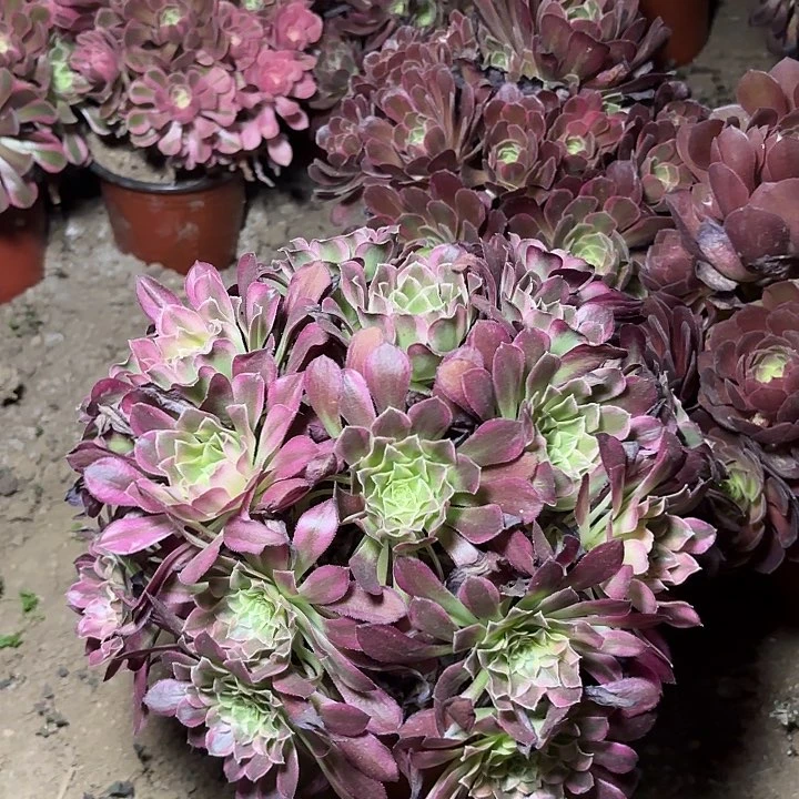 卖****姐多肉植物法师天合50