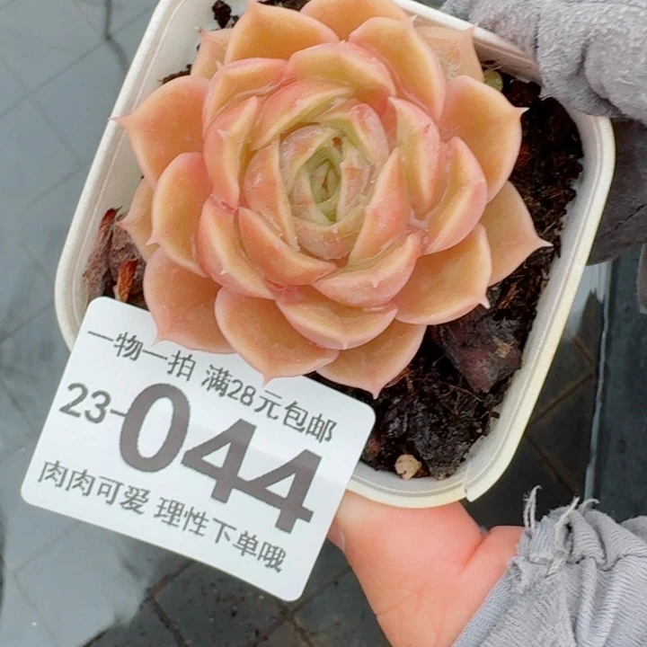 昂斯诺多肉无盆土发货