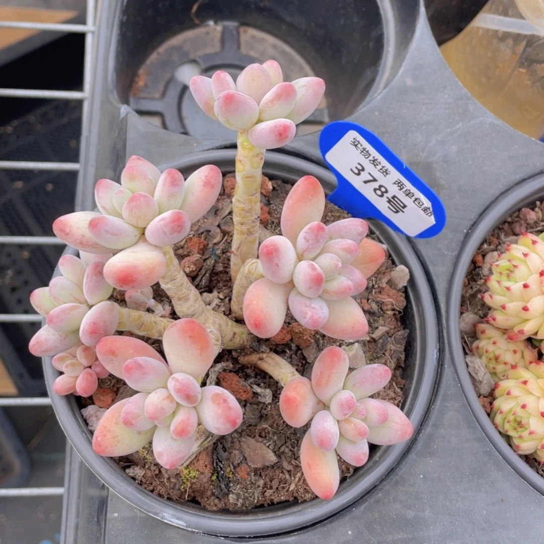 378号苹果奶群生一个