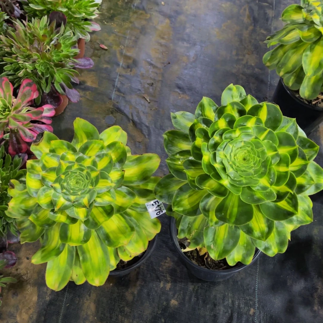 【闪购商品】17600