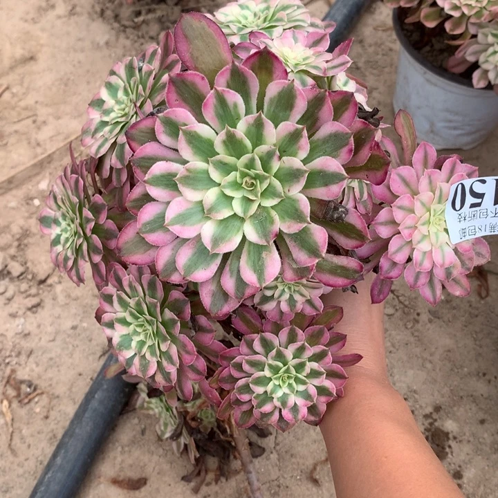 150铜壶白手捧东棚北
