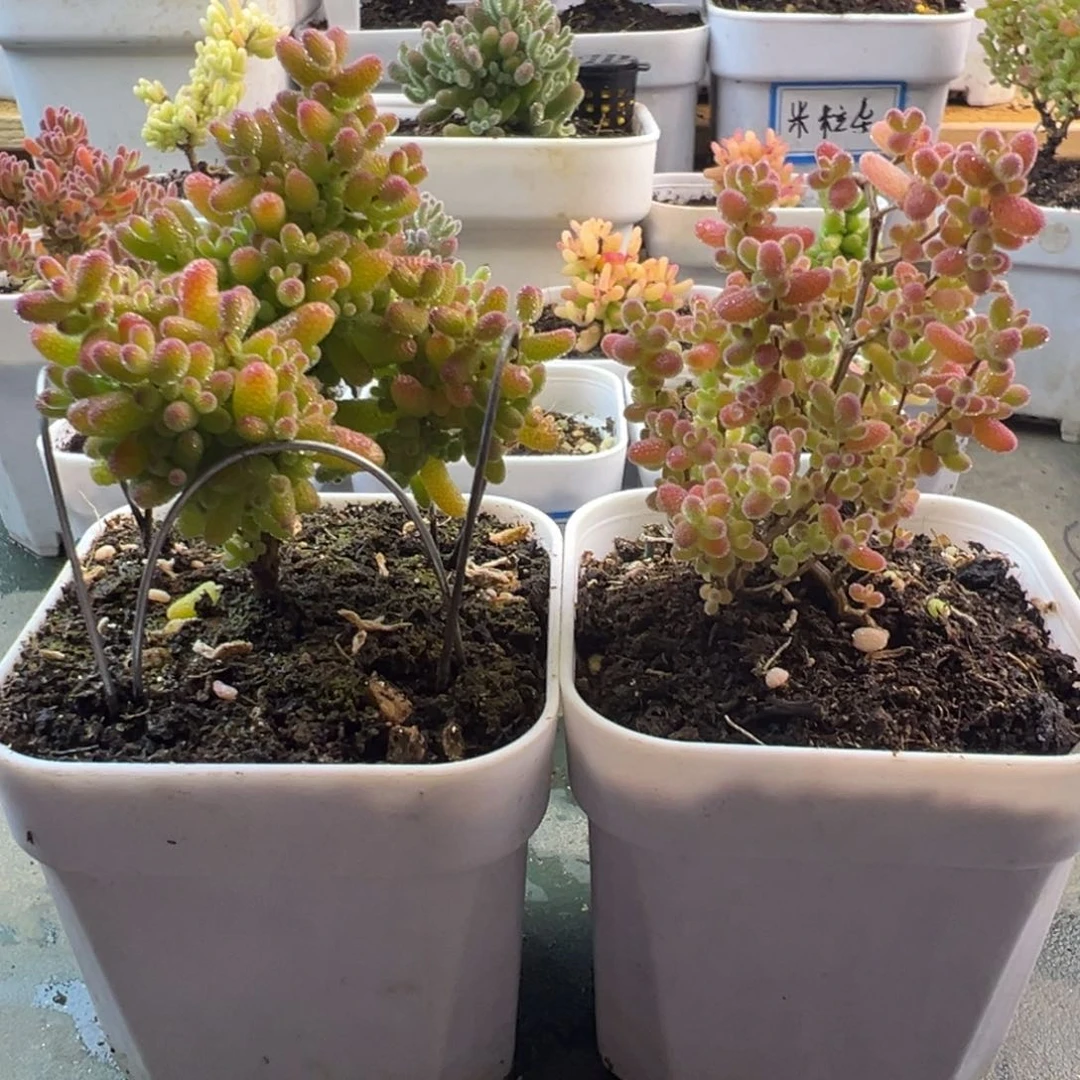 枝干枝干枝干枝干蜜