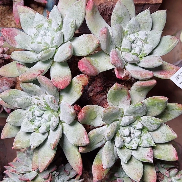 8202拇指苹果叶仙女杯多肉