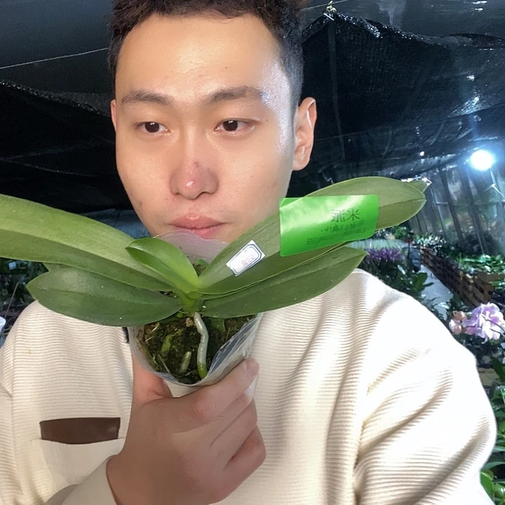 无花朵米派蝴蝶兰