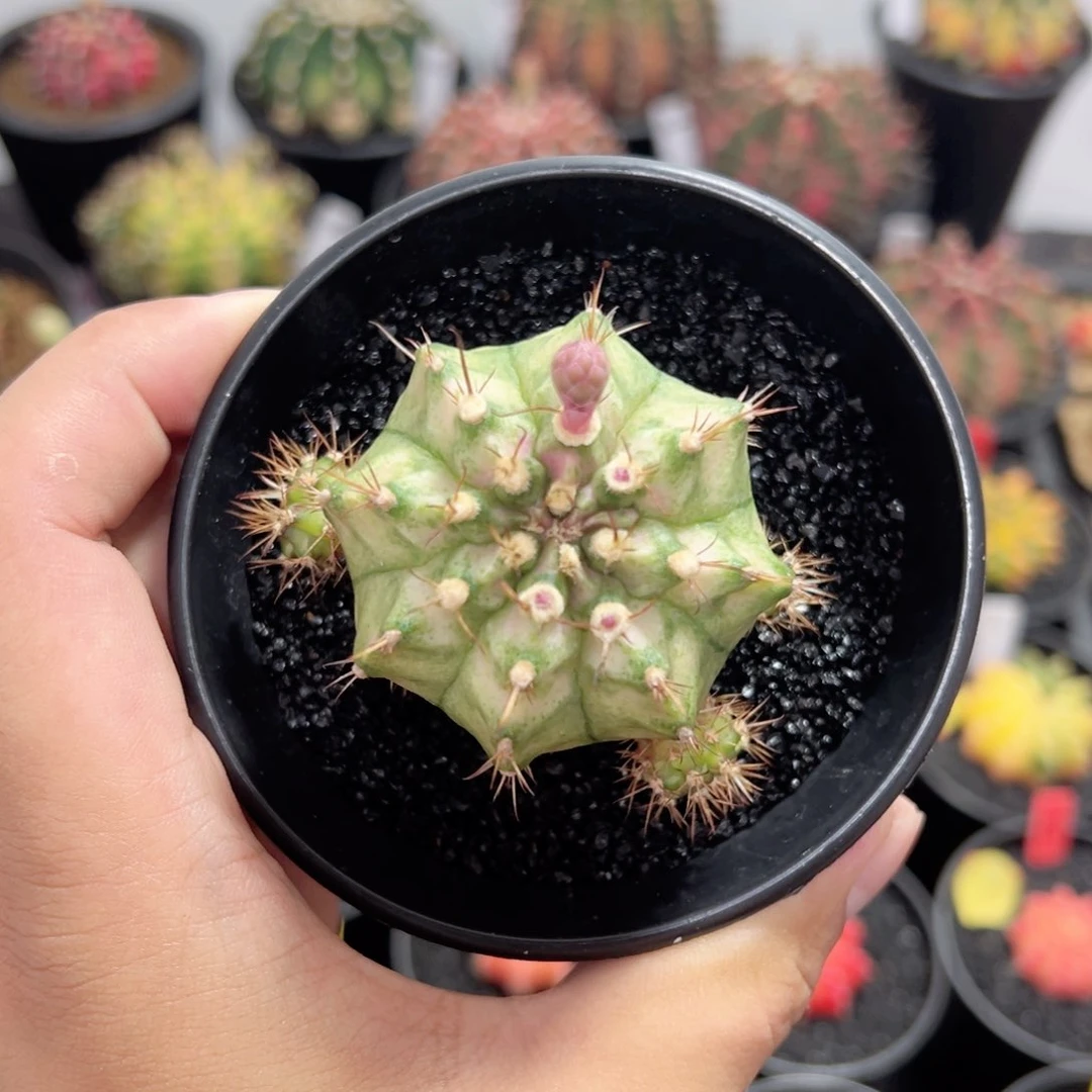 粉钻海神——（默认脱土发货）