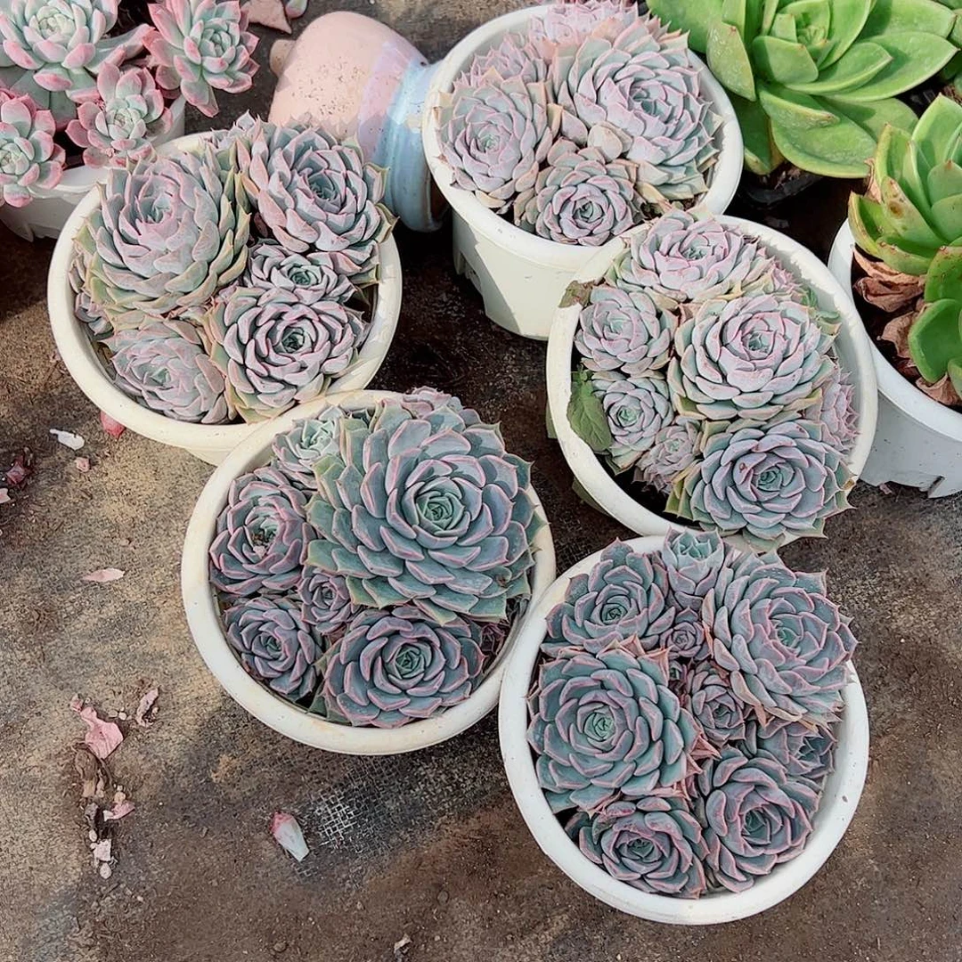 欧版海琳娜多头群生