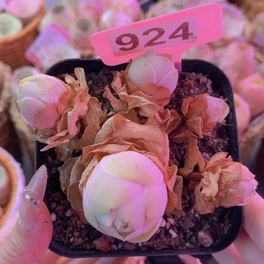 单品水蜜桃一物一拍924