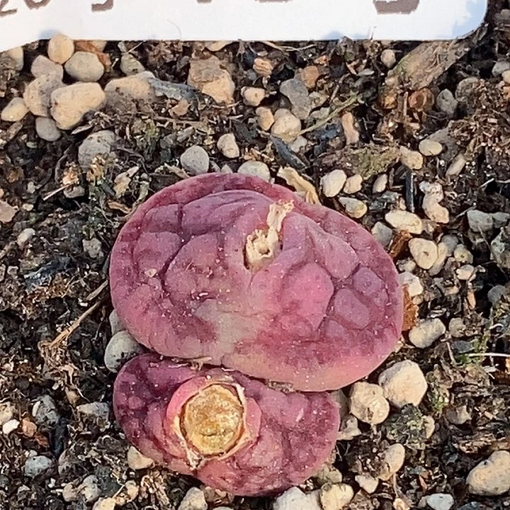 罗*桃喜花园0220-18杂交