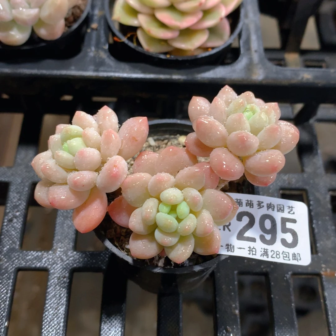 肉萌萌拇指盆精控多肉ZR295