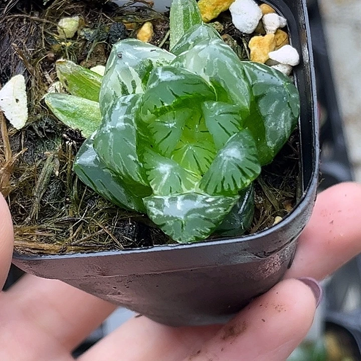142龙鳞玉露锦头家多肉十二卷