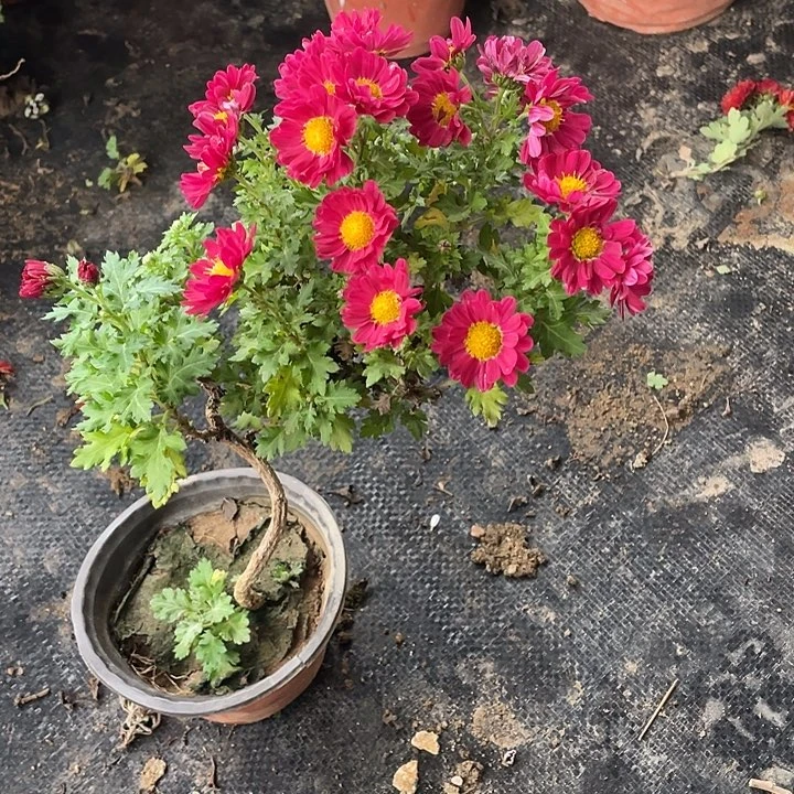 深***g完全开放25菊花菊花菊花