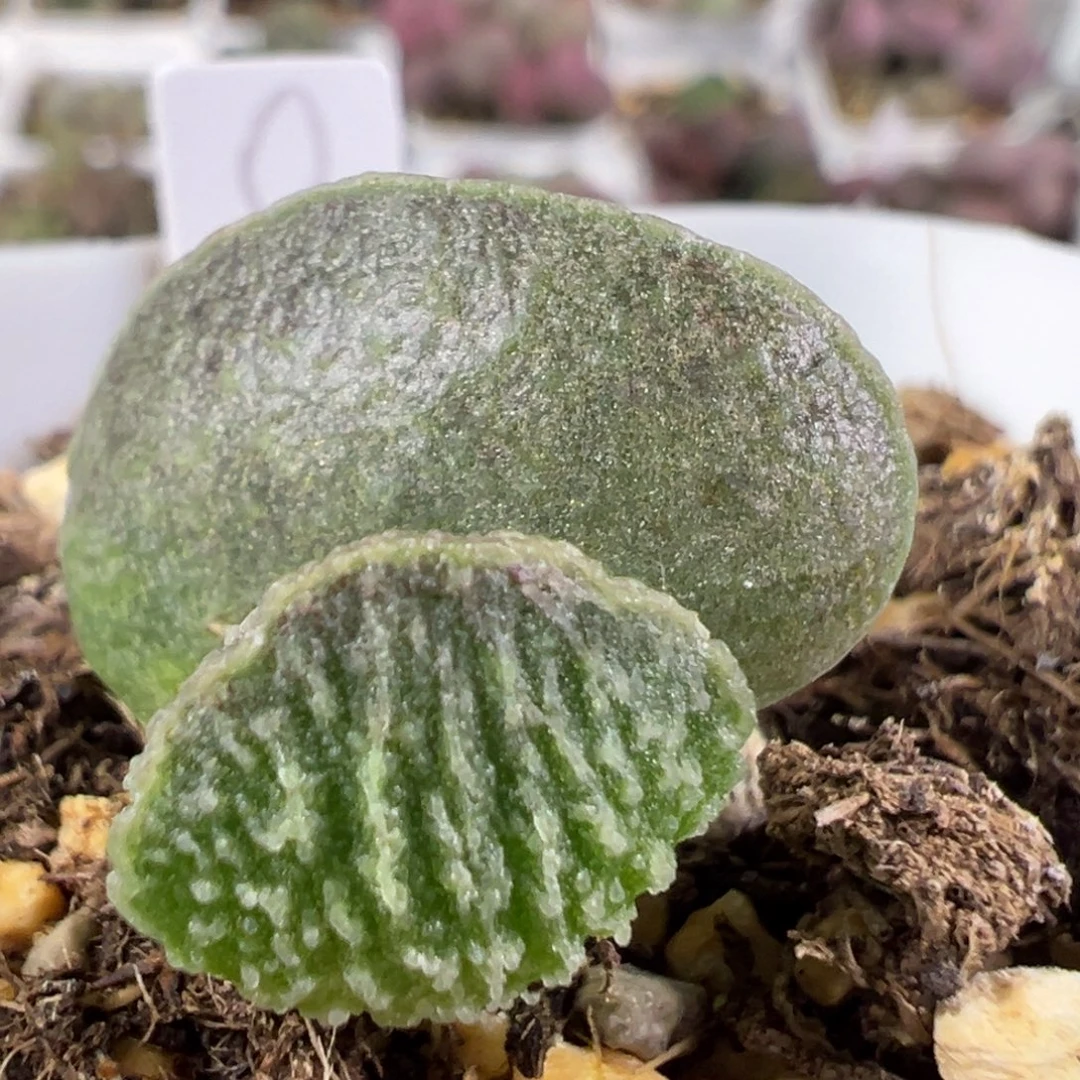 w绿色系冰晶竖长条纹款实生新品