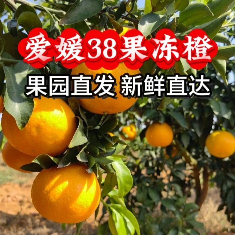爱媛果冻橙 应季水果