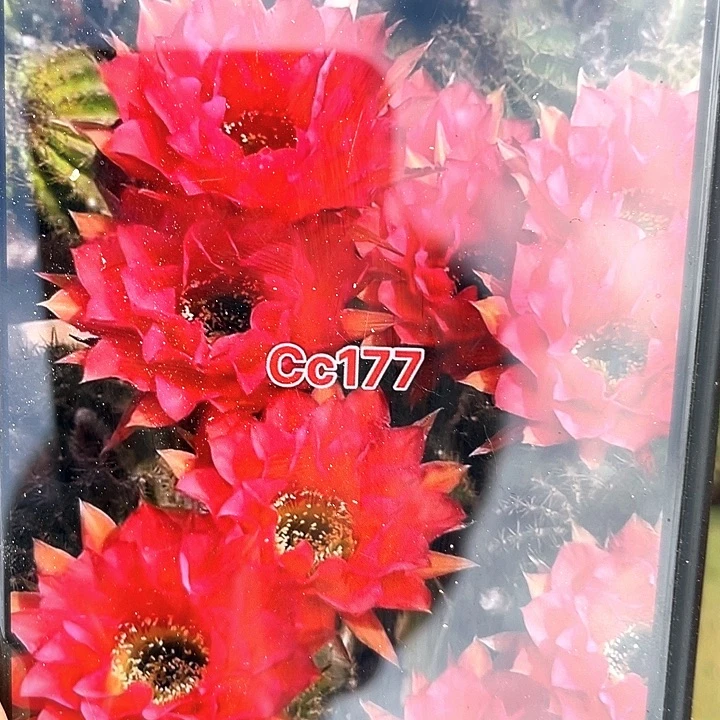cc177自根7公分以上