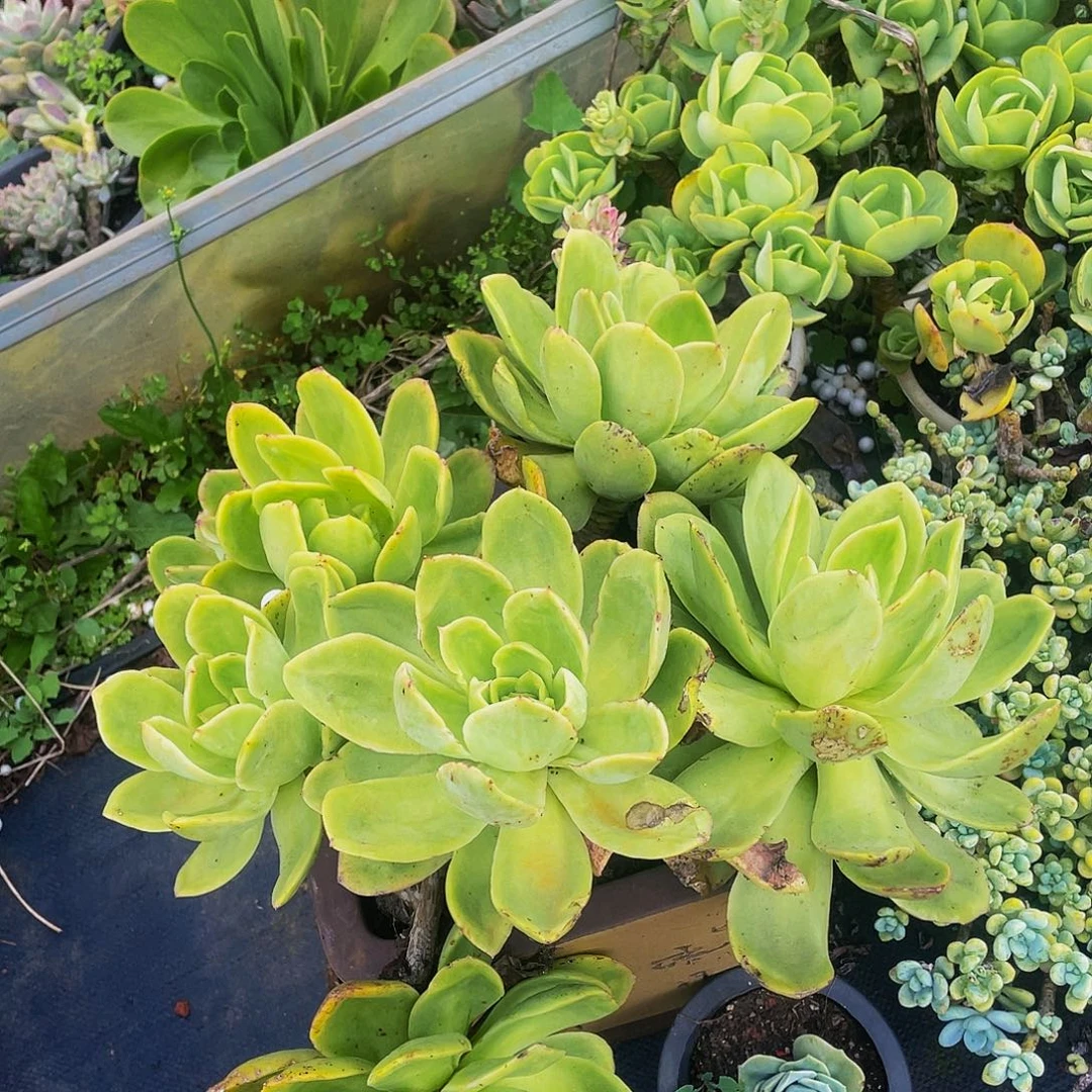 金辉68大多肉老桩群生