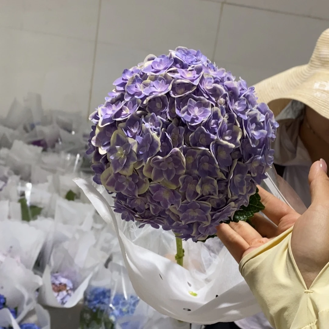 801号绣球/有色差介意勿拍（3单冷链包邮、偏远补运费发德邦）