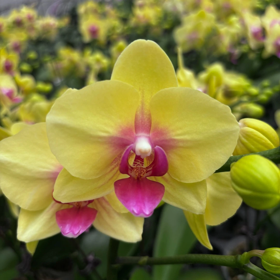 40940 蝴蝶兰 朝日 花期长叶片自然开裂桌面花盆栽（直播专属）