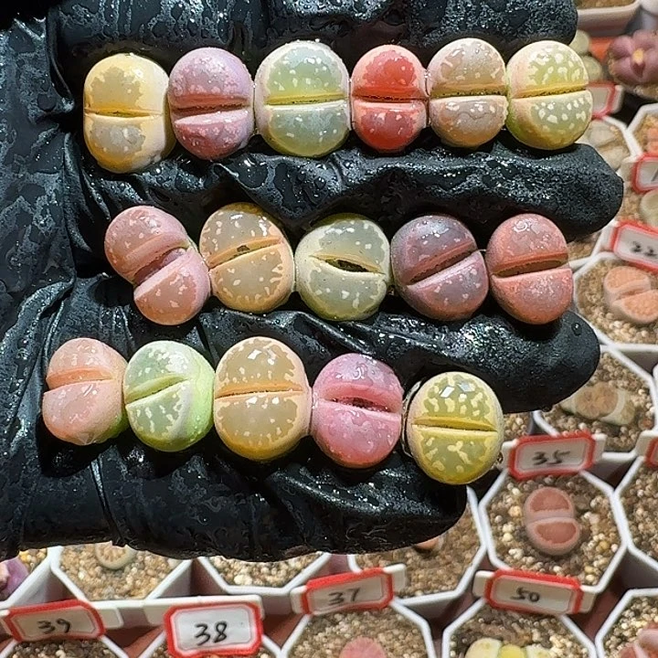 生石花23:：：：。 17