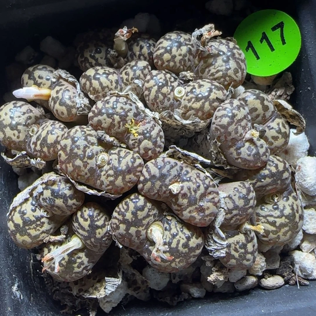 漂漂亮亮多肉植物117