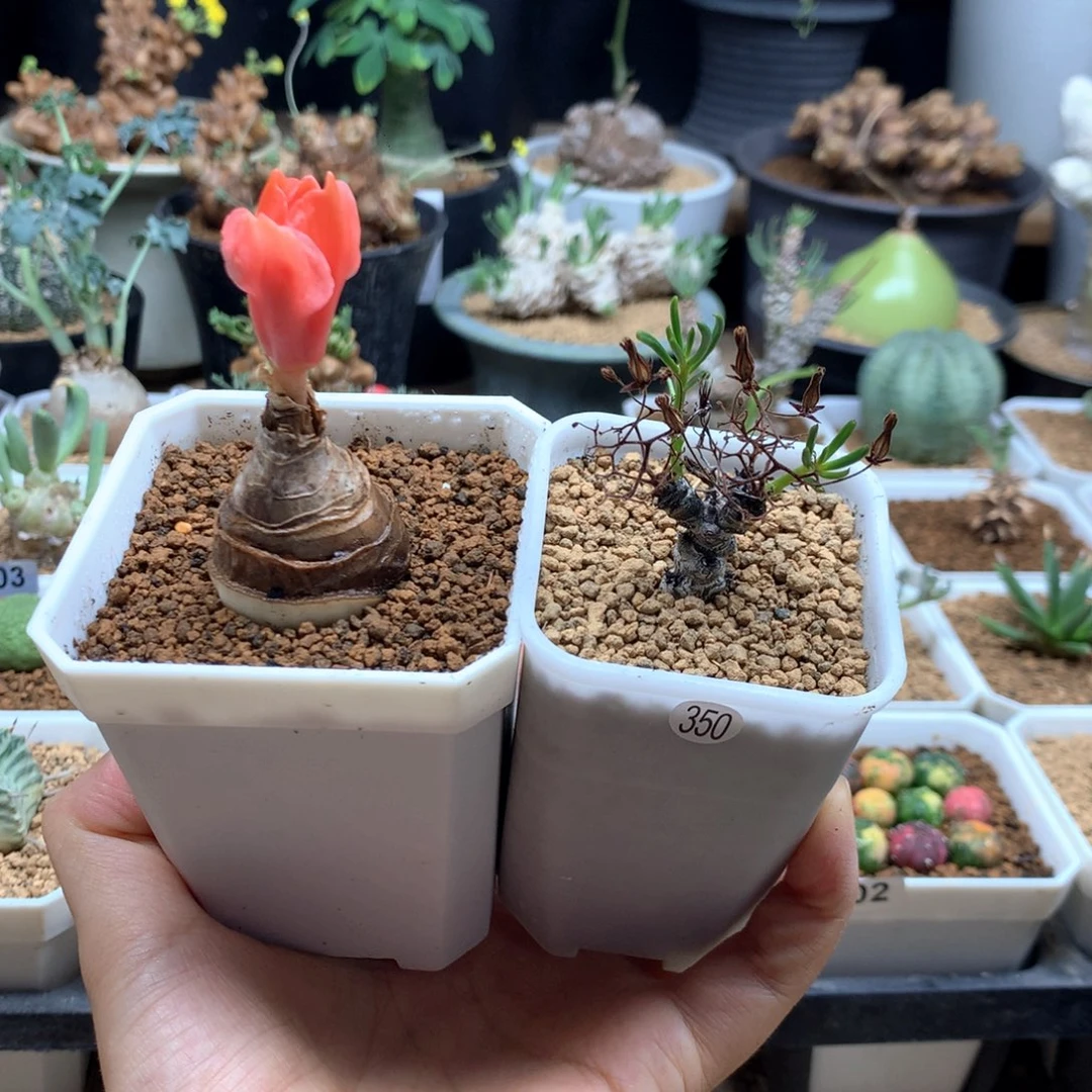 噢***泡波叶血莲+黑曼巴带盆