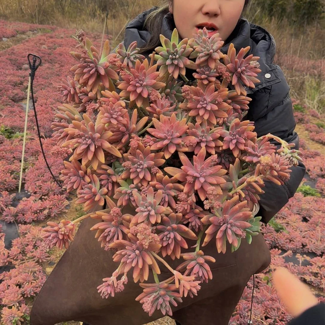 秋丽 一颗 不包损25公分起