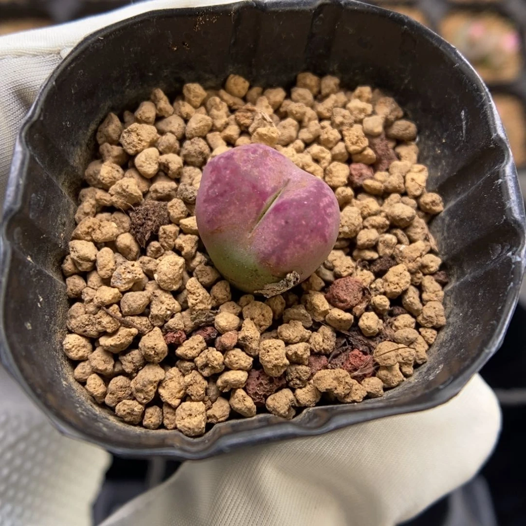 多肉植物肉锥杂交K-3533 风铃杂 特别体