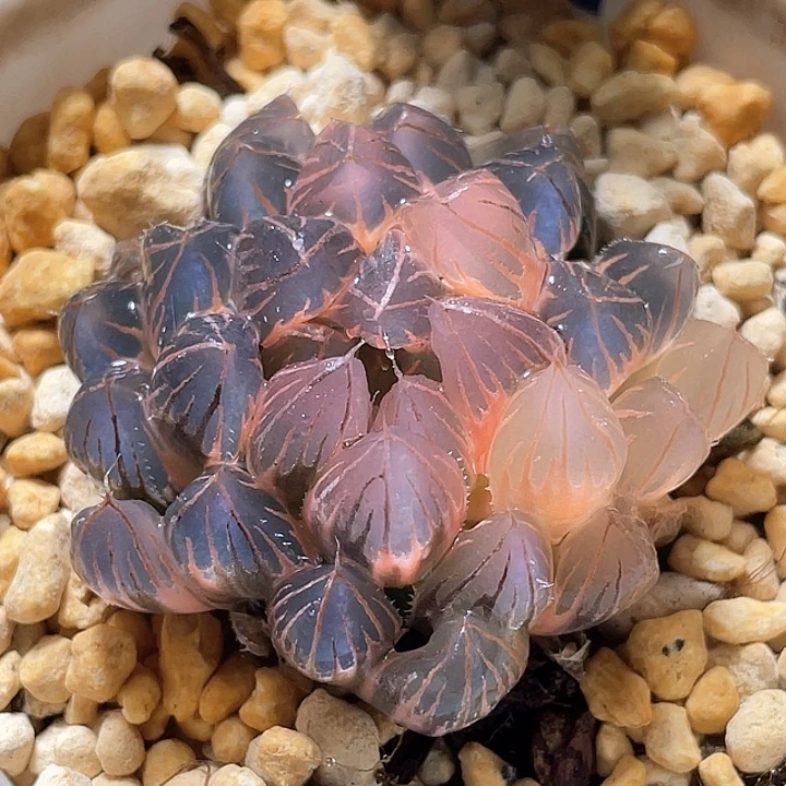 799糊斑霓虹灯锦特选福利