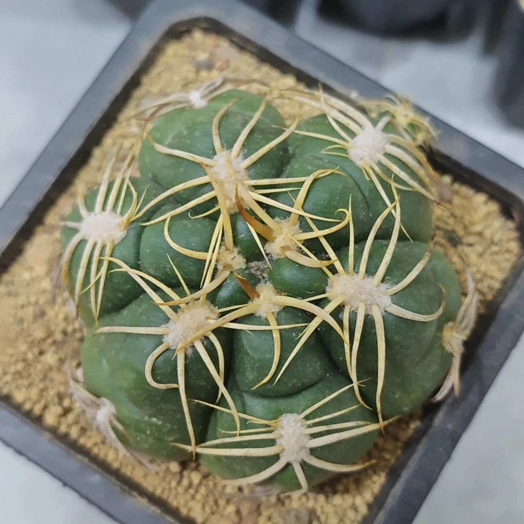 实生根趴刺高木海王