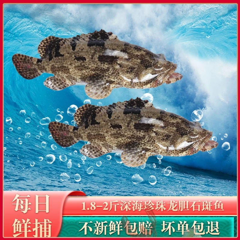 珍珠龙胆石斑鱼每条1.8-2斤两条装深海老虎斑水产生鲜海鲜3.6-4斤