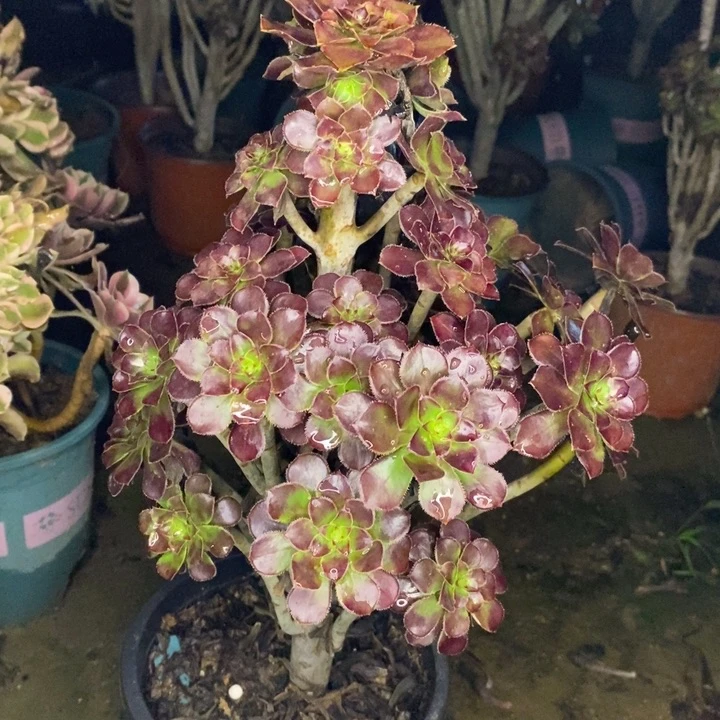 黑法多肉植物049