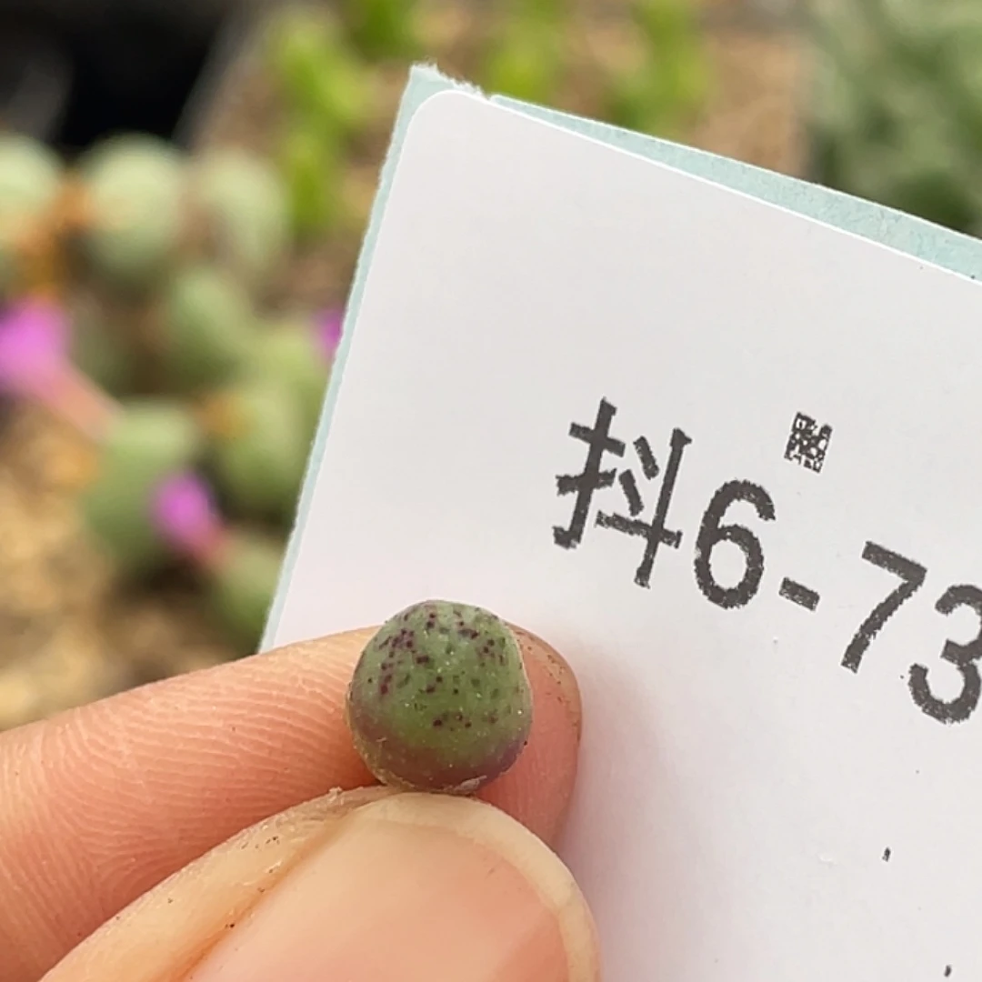 6-73肉锥多肉植物