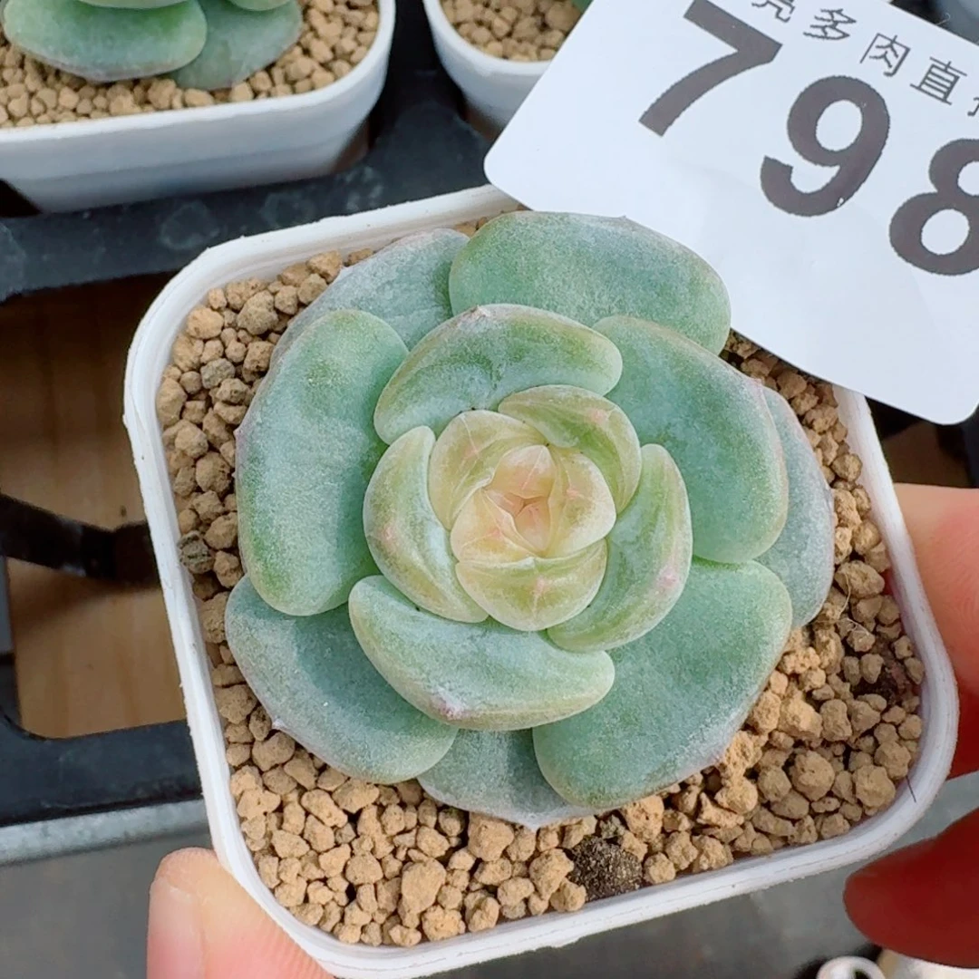 。***哟宽叶浅底            精美多肉植物