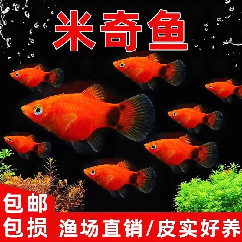 米奇鱼月光鱼胎生鱼好看小型精品好养活观赏鱼混养热带新手包邮