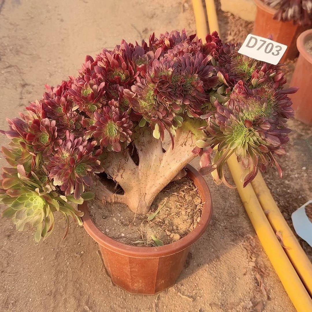 703嘉年华一颗呀呀