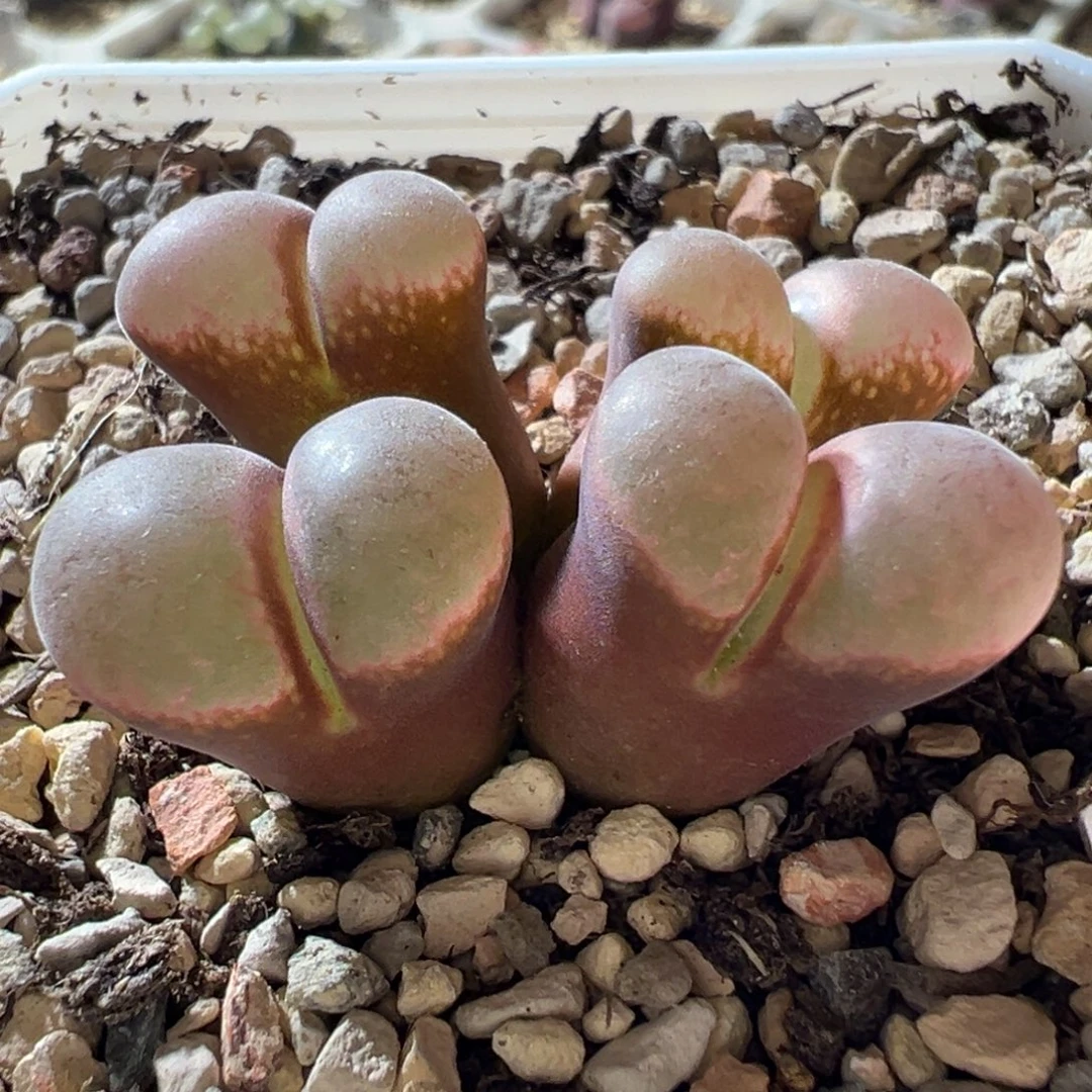 粉鼓窗 四头很周正 08