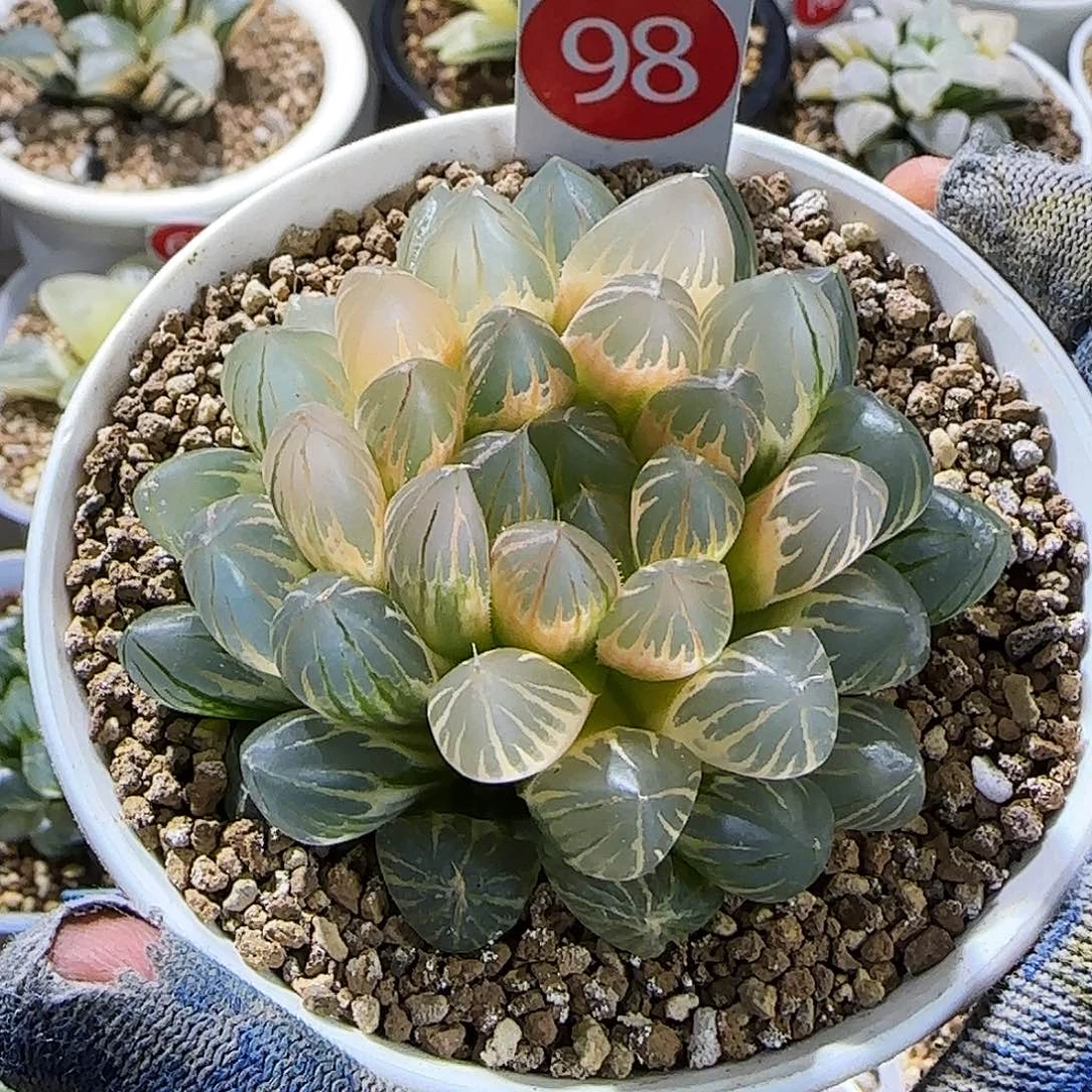 98号糊斑霓虹灯 7.2 厘米左右一物一拍带盆土发货