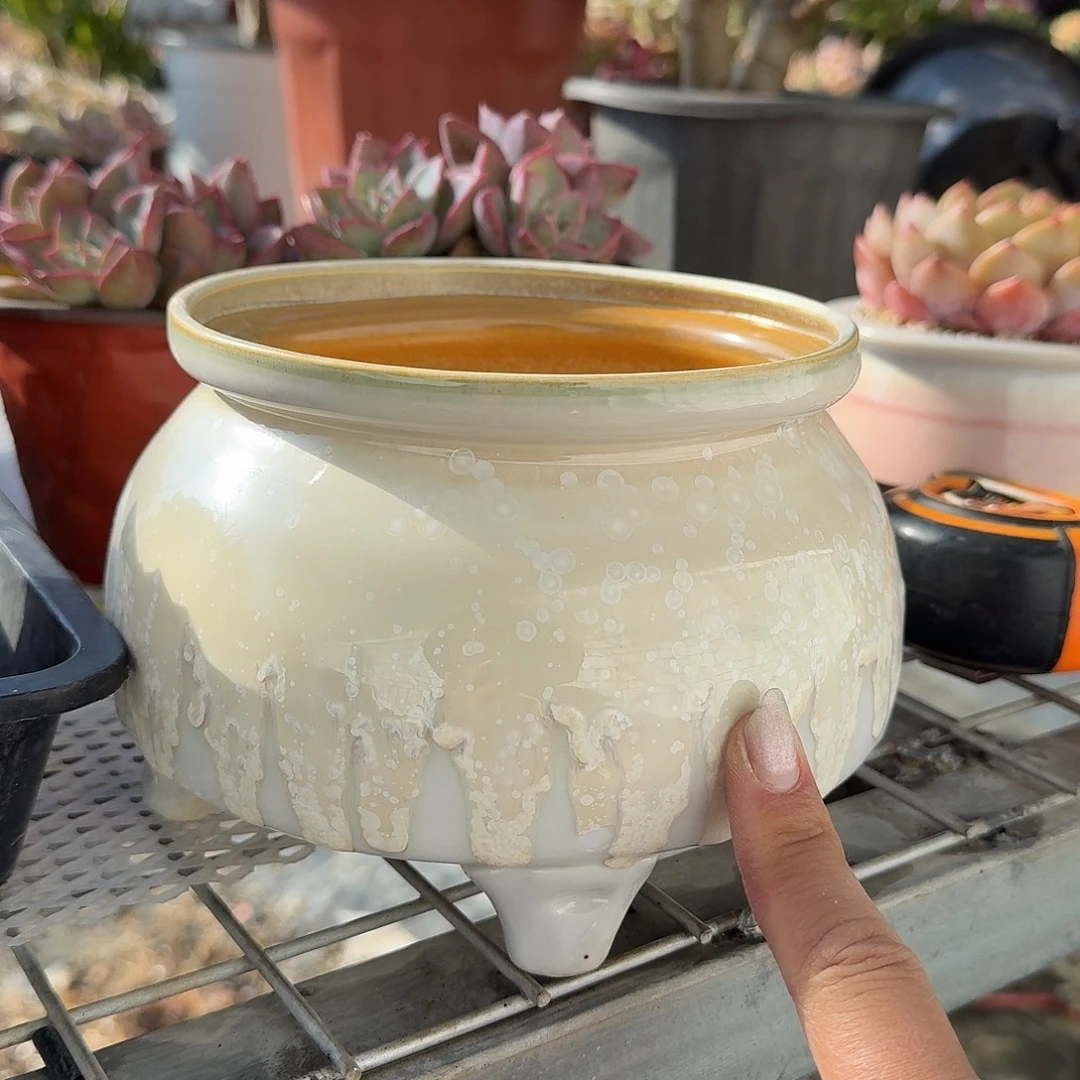 白色奶罐多肉植物