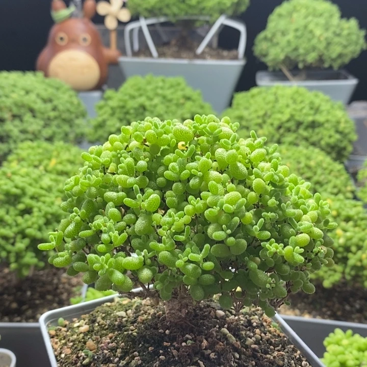 丶***丶蜜橘糖球8303枝干番杏