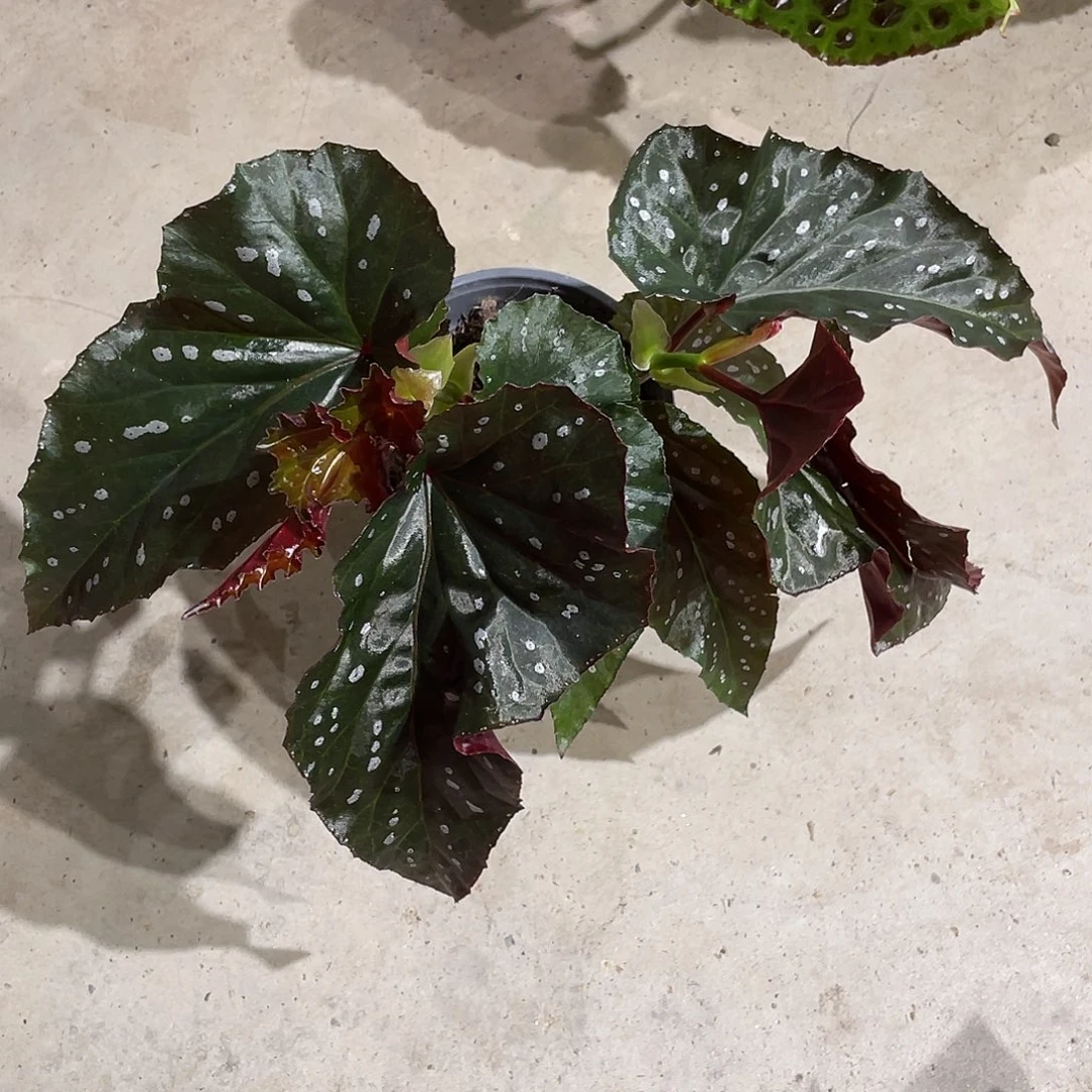 无花朵勃艮第秋海棠