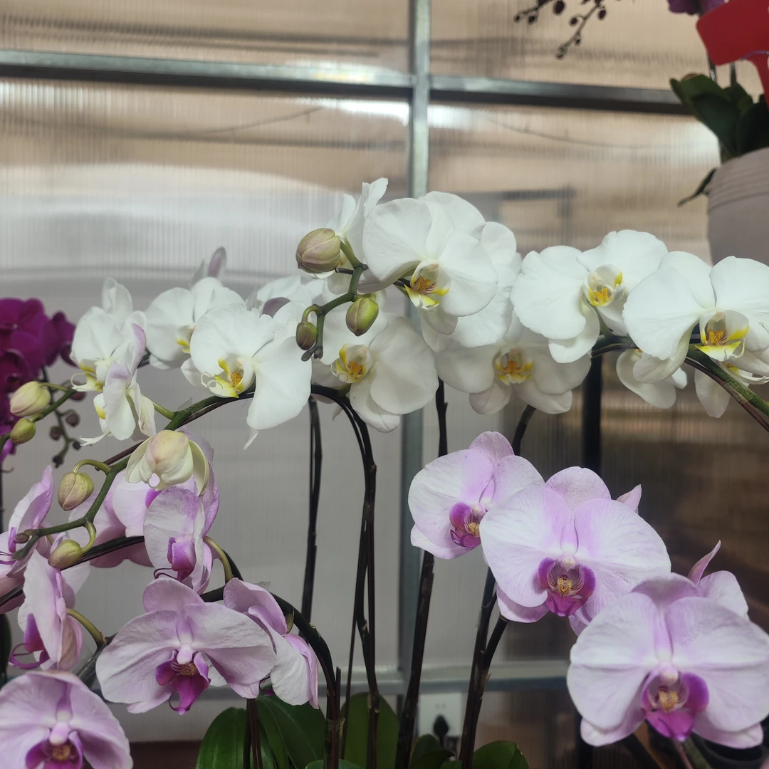 蝴蝶兰（带盆）