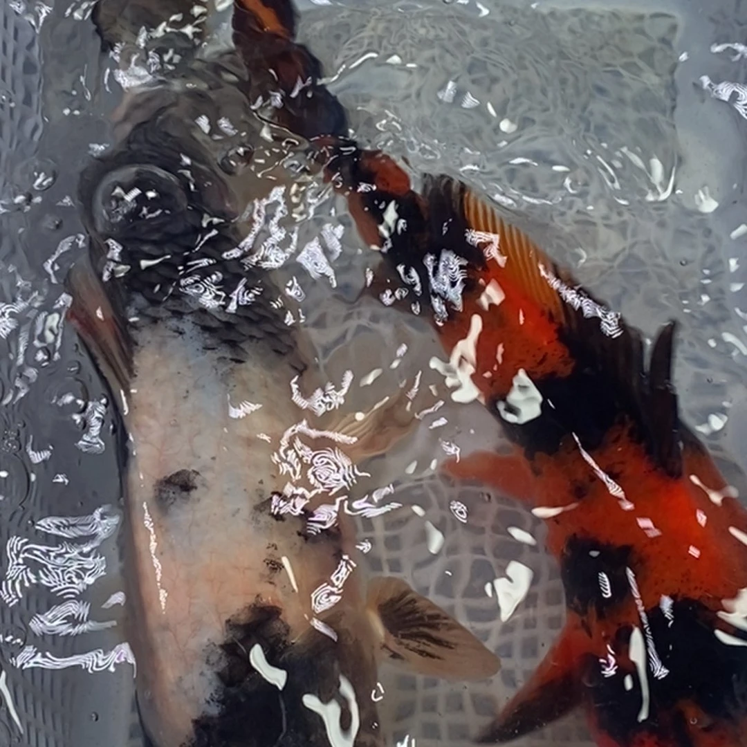 锦鲤锦鲤包邮冷水