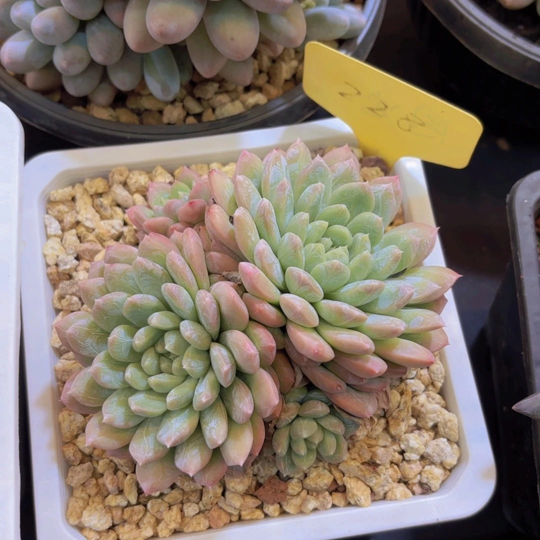 京***京云南金致家精品多肉