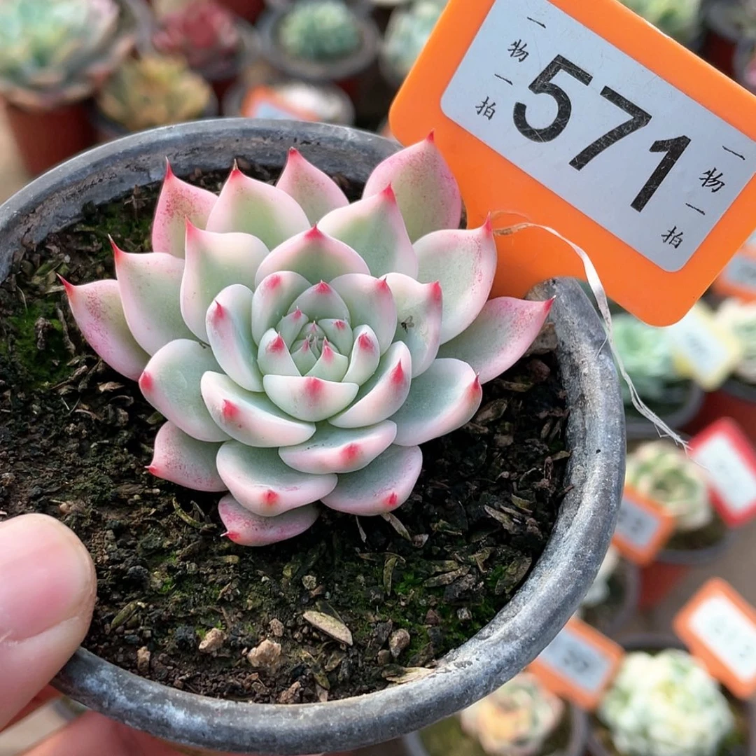 【闪购商品】571号