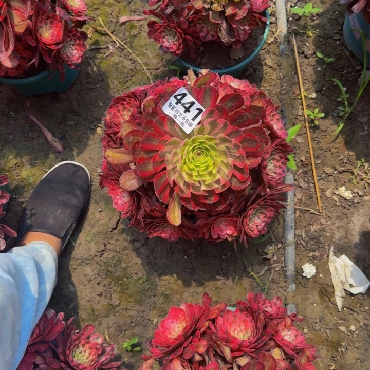 白月光花27-9包邮花花