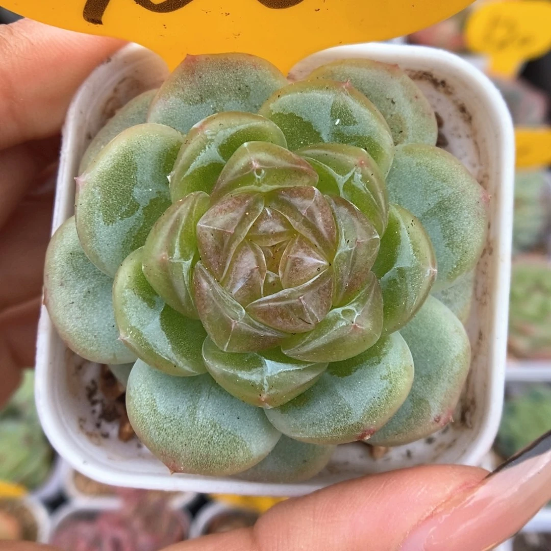 玻璃透心珍妮700号